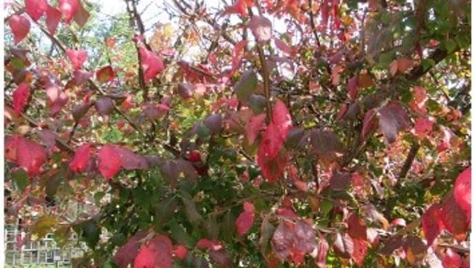 ニシキギの紅葉 歯科定期健診
