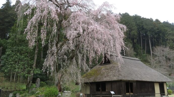 46　樹齢400年の枝垂れ桜