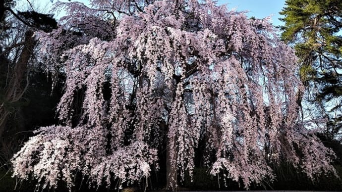 「三春の滝桜」の咲くころ ~大和文華館 ①