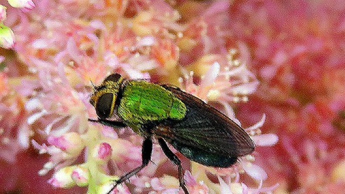 昆虫観察 ハエ目 ミドリバエ、キンバエ、ニクバエ、イエバエ、他