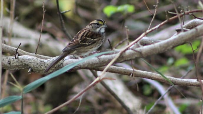 ノドジロシトド　White-throated Sparrow