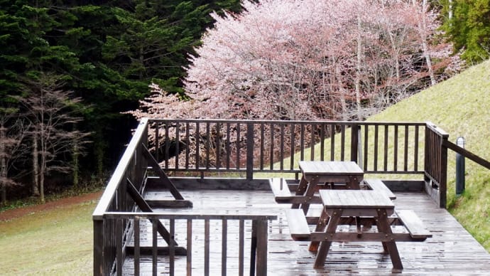 匠の森・花情報2021年4月30日