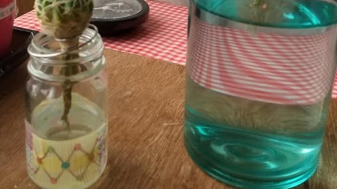 チビ玉水耕栽培から植木鉢へ