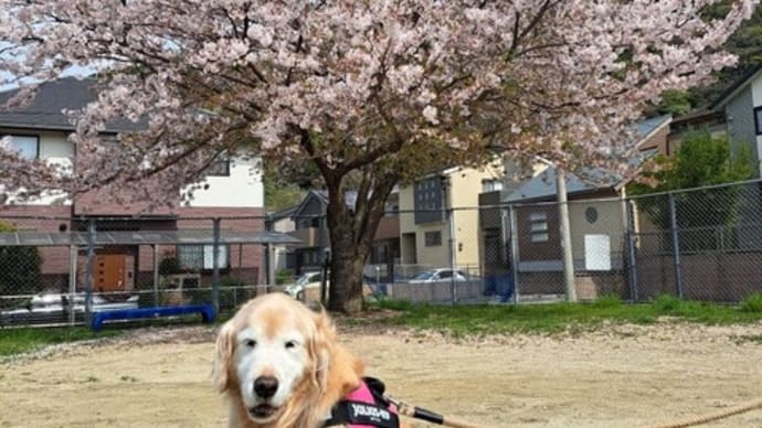 まだまだきれいな桜だね　動物病院へ　２４．４/１１