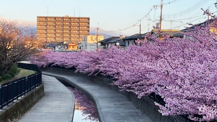 淀水路の河津桜