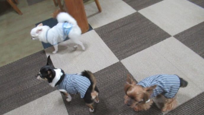 21/09/24 犬の幼稚園BuddyDog