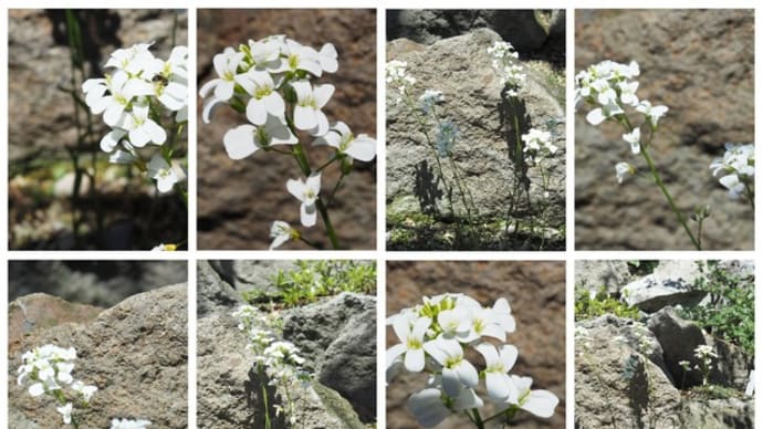 「旗竿の花が咲きました」　MY　GARDEN　2020.05.15日撮影