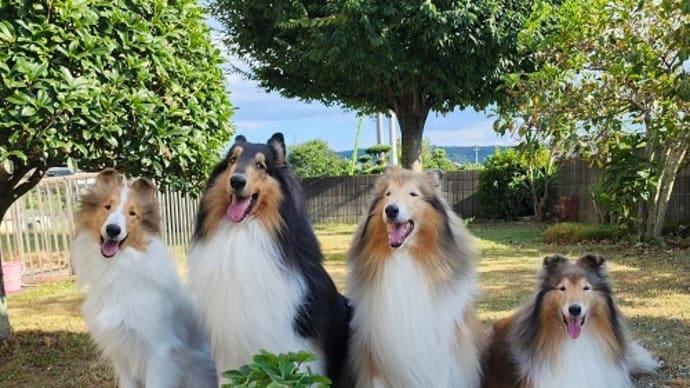 チコの夏休み