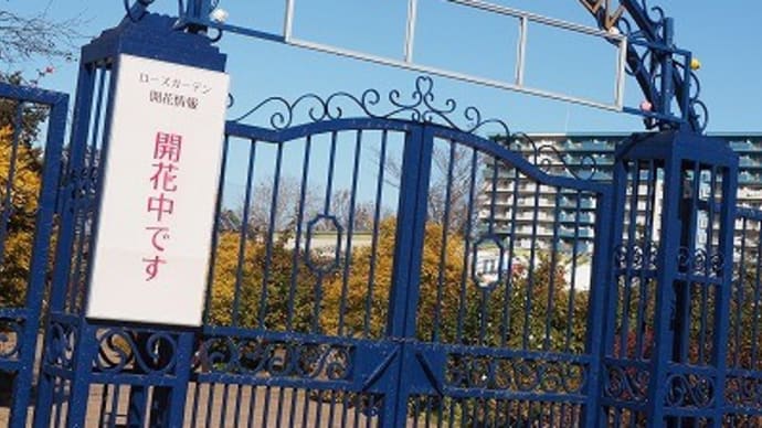 にしさんの花日記 千葉 京成バラ園 冬ばら