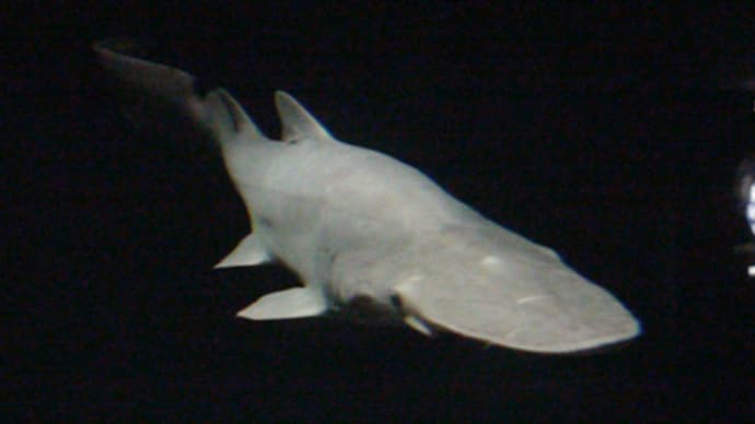 葛西臨海水族園