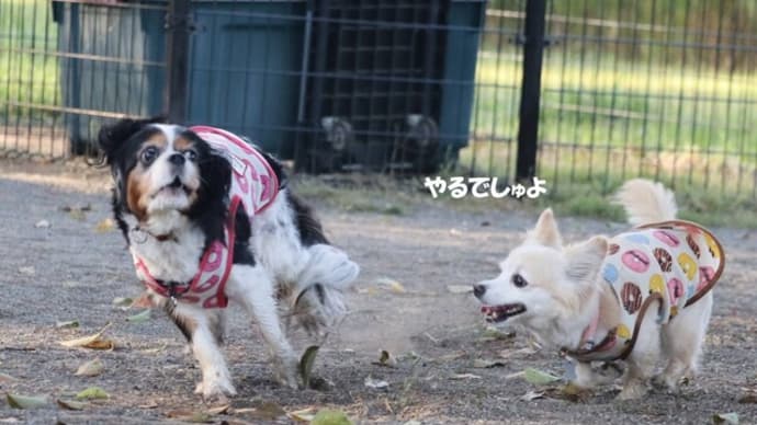 「引地川親水公園」での散歩②