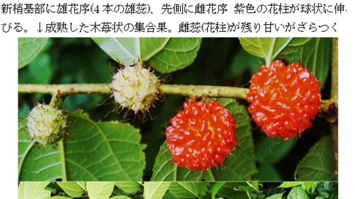 通学路の木の実 ヒメコウゾ