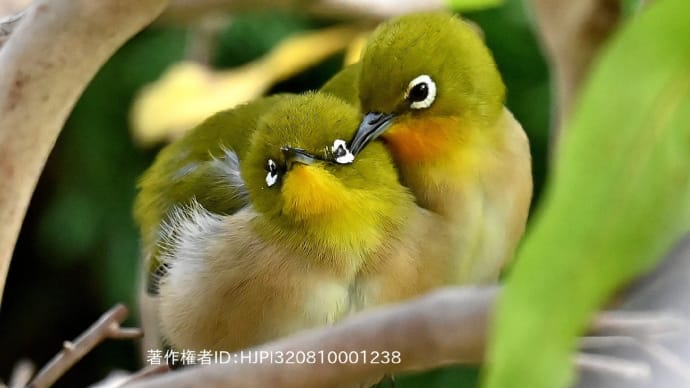 庭のメジロちゃんたち