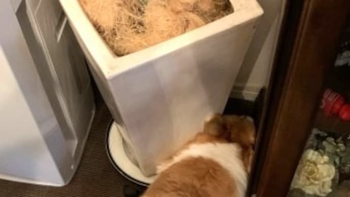 少し復活