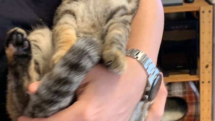 捕まった!