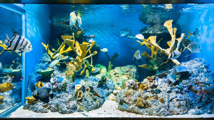 サンシャイン水族館 本館2F　FILE:10 大西洋～カリブ海～