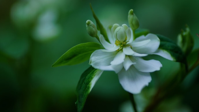 ●我が家の5月の花(19) 八重のドクダミ(白雪姫)