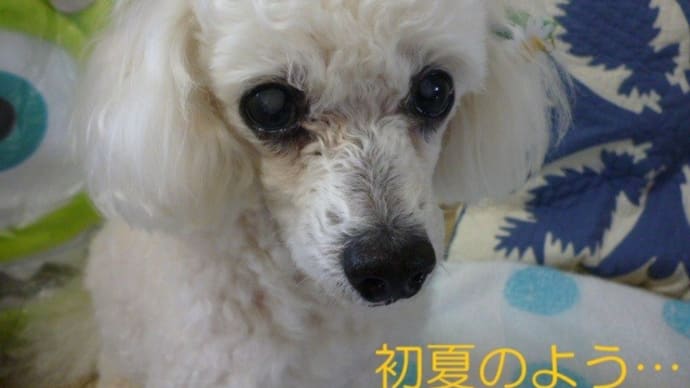 愛犬の日の今日は初夏の陽気~ (*´∇`*) そして満月フラワームーン~