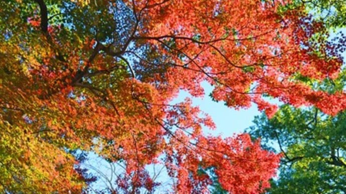 師走の残紅葉・名木林神社