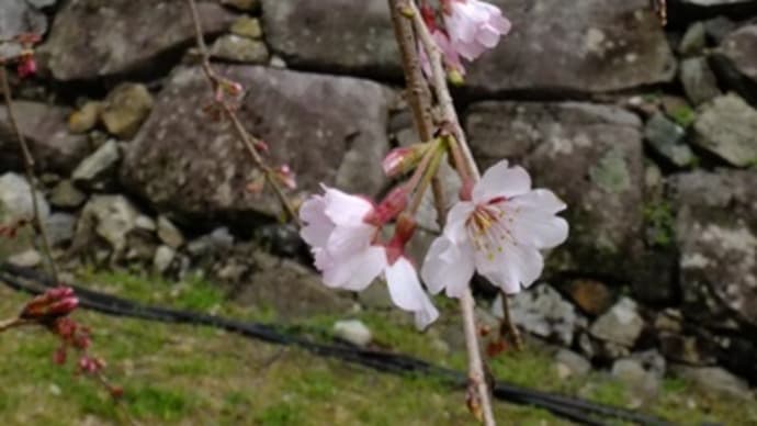 福岡城 石垣と枝垂桜