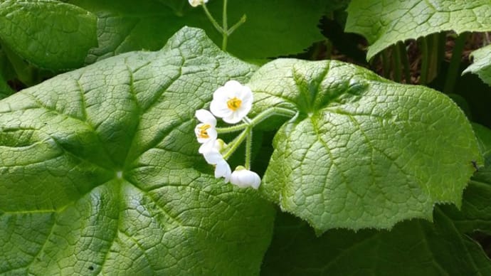 てぃんさぐの花