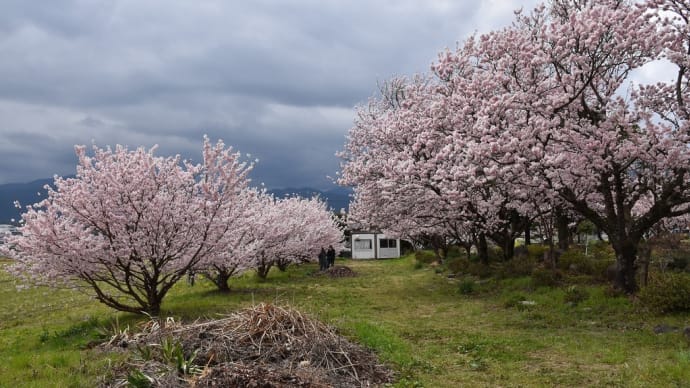 春めき桜狩り 神奈川県南足柄市 ふくざわ公園菜の花・春めきまつり【中止】(3)畑の中にポツンとふくざわ公園