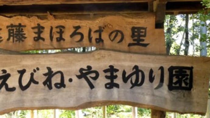 ・ 藤沢えびね やまゆり園 色々なエビネ キンラン クマガイソウ など (2021/04/23)