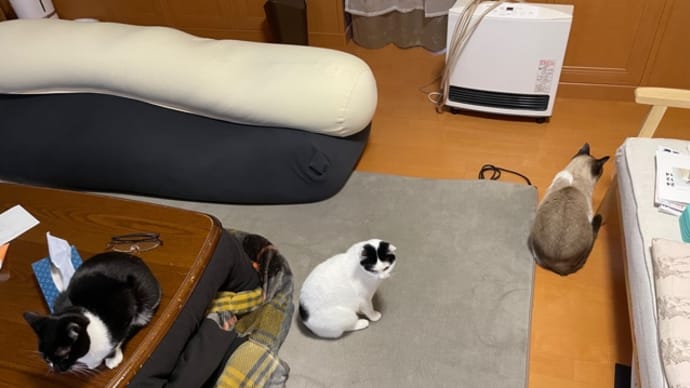 252.昨日に引き続き今日もお出かけ