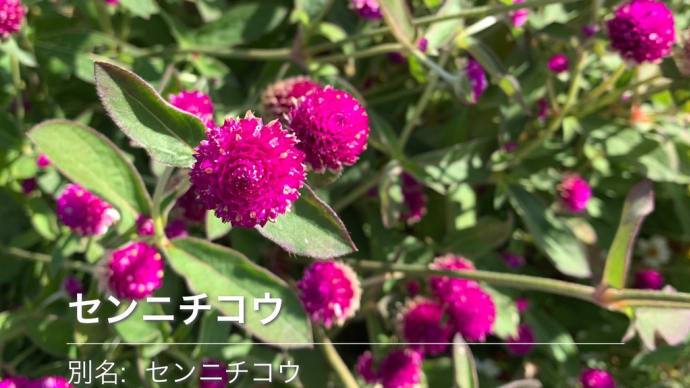 アプリ「ハナノナ」が教えてくれた花々