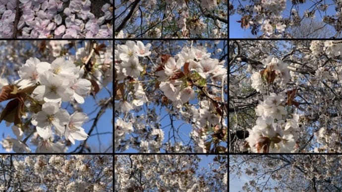 怒涛の桜祭りをお届けしますよ 満開の雨上がりの青空に揺れる夕日に照る花吹雪 散歩で漫喫 桜は春より一つの独立した季節桜は早春 桜春夏秋冬 桜晴れ 本物を見に外へ行こう 太陽と花散る風を肌で感じるものだ