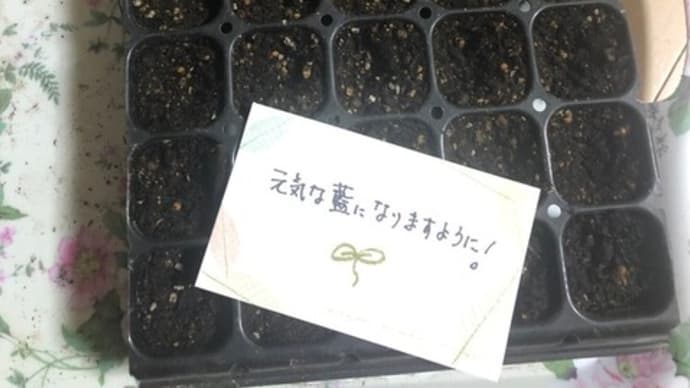 藍の種まき