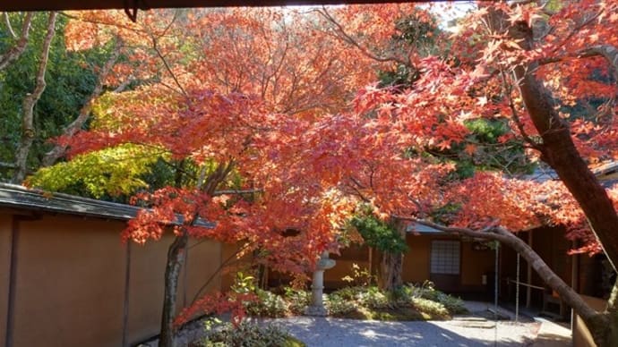 「紅葉2023鎌倉」／一条恵観山荘（鎌倉）