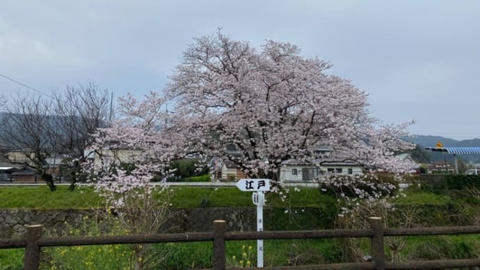 孤高の桜