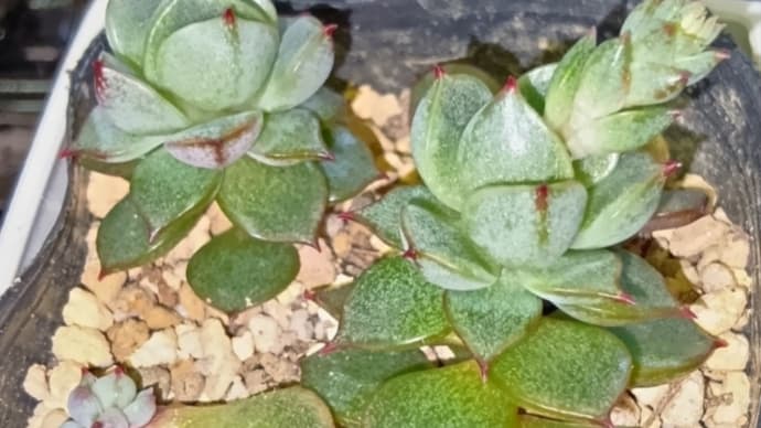多肉植物 グリバとヘキギョレン 20250416