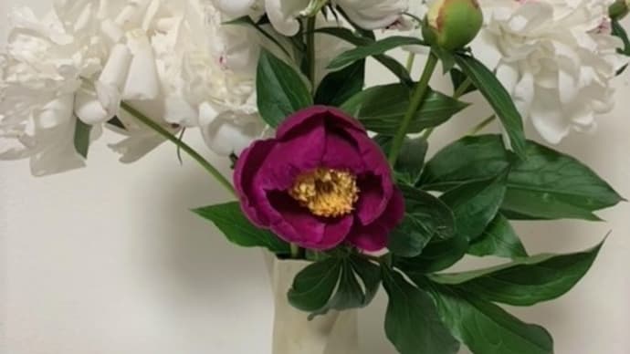 ワクチン6回目と 芍薬と紫陽花