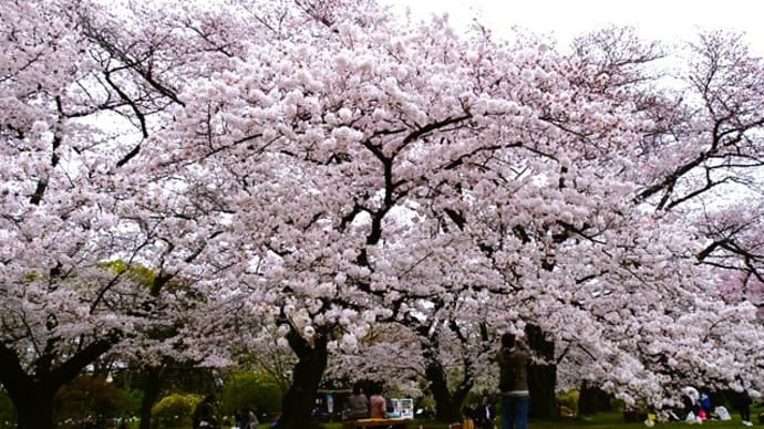 「桜並木2024」／小石川植物園