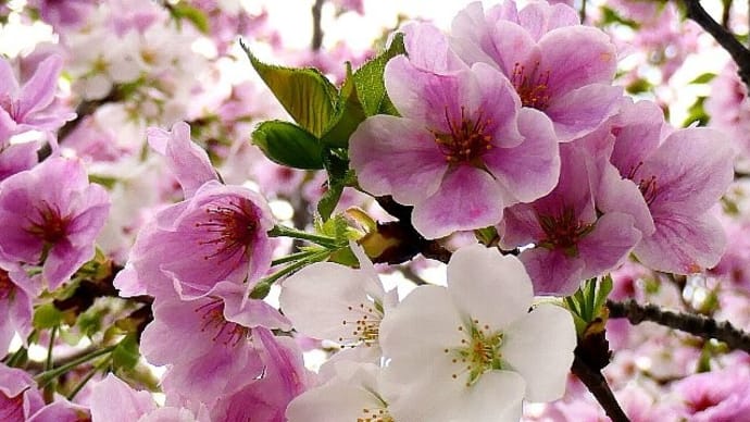 横浜栄香桜(よこはまえいこうざくら)