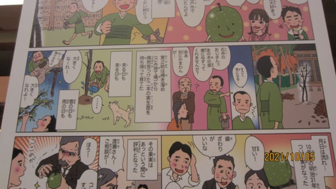 鳥取県の20世紀梨が出来るまで(イラストで)