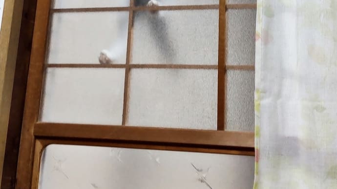 アピール