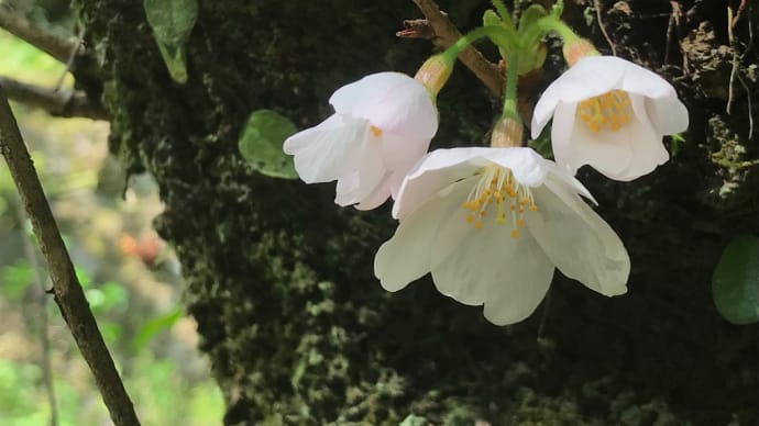梅ヶ渕不動堂の桜が開花しました!