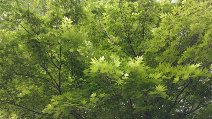 フラレッスン♪緑濃く心おどる初夏