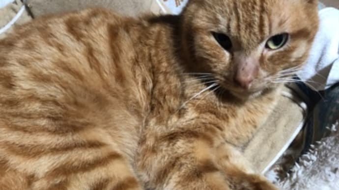 茶トラの地域猫