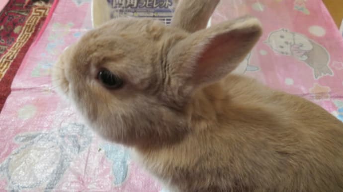 うさぎ学長!わちゃまる君!(その200)200回記念だ、わちゃまる君