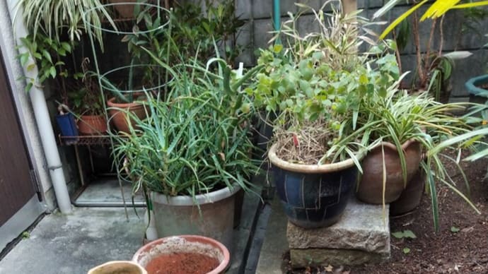 植木鉢
