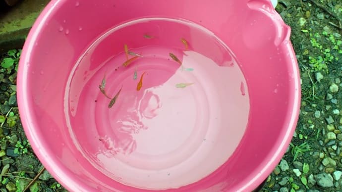 謎の生物は(^^ゞ・・・せっかくなので飼ってみます!