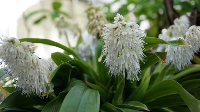 つくば植物園の華花⑤:亜熱帯の花②