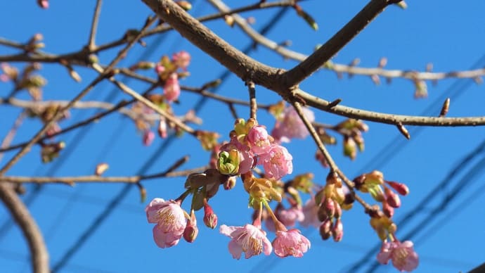 河津桜が咲く