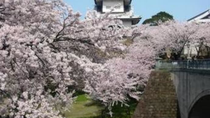 ☆ぱっと咲いて見事に散る桜の美意識