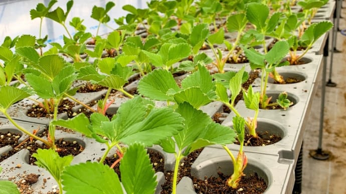 🌱夏の準備🌱