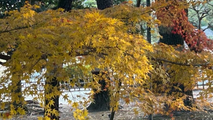 後楽園から岡山城